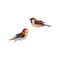 Two colorful birds on a white background