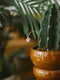 Plant Butterfly