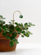 Plant Butterfly