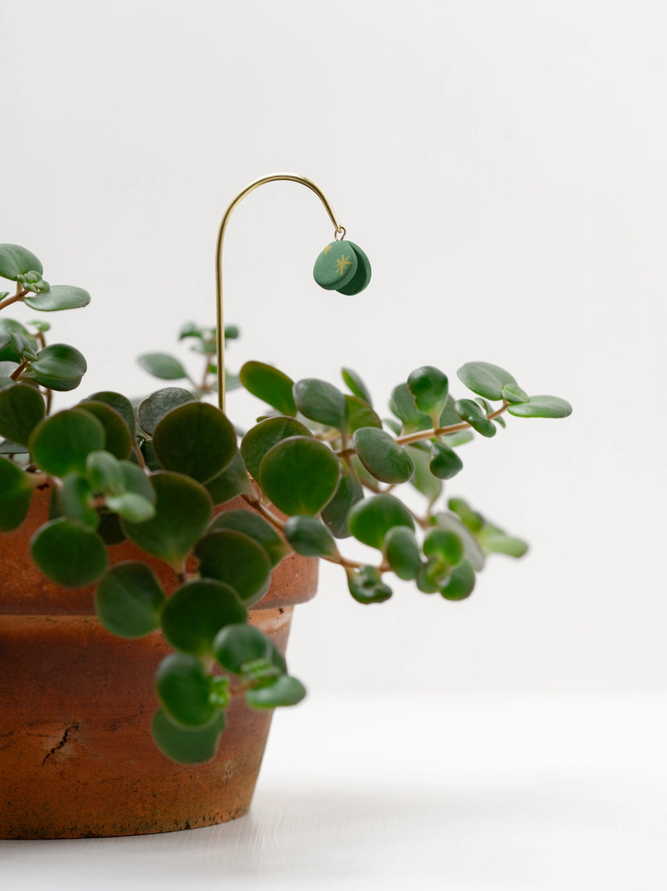 Plant Butterfly