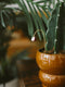 Plant Butterfly