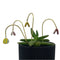 Plant Butterfly