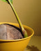 gold mixing bowl