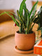 Plant Butterfly