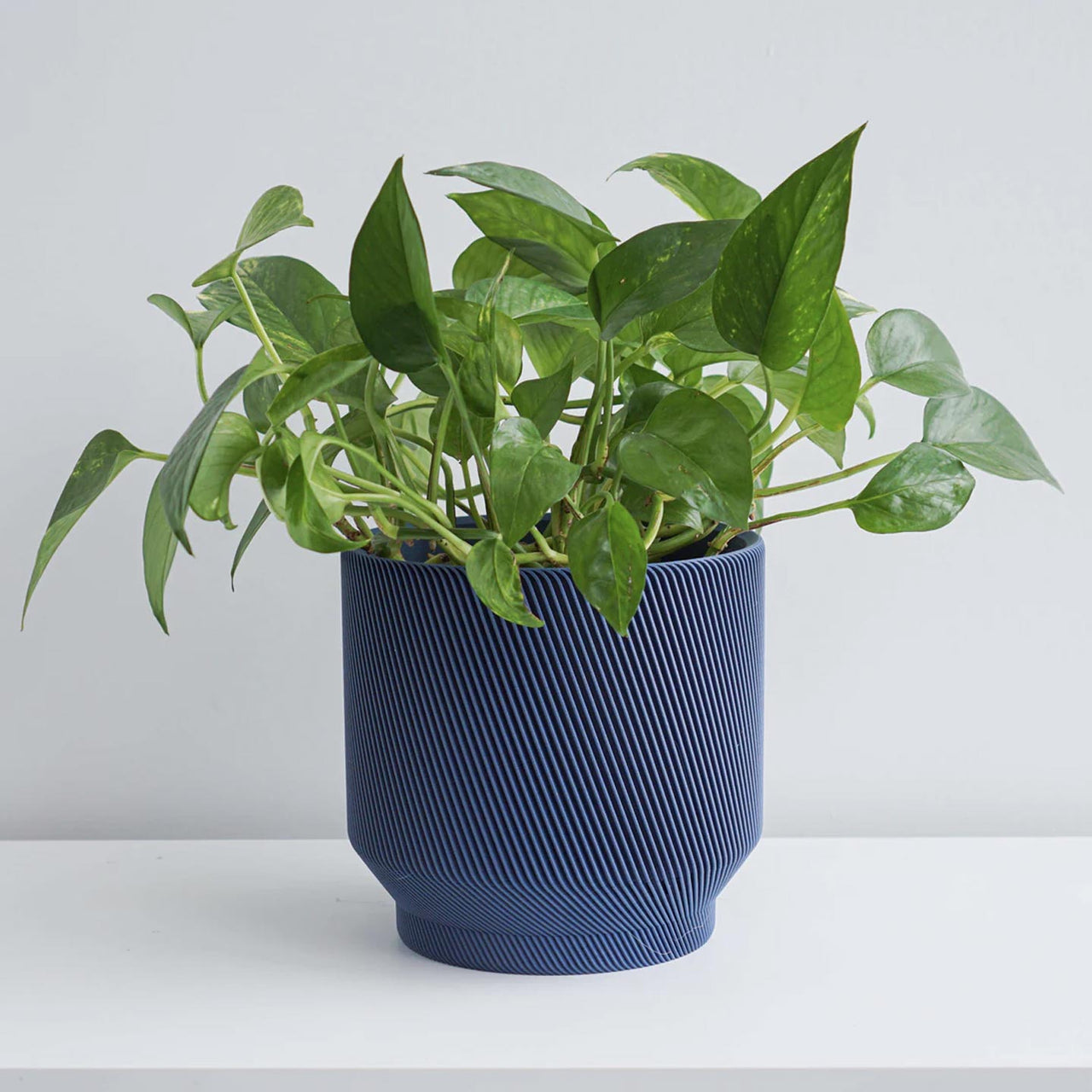 Spruce Planter- 6"