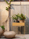 Plant Box Straw