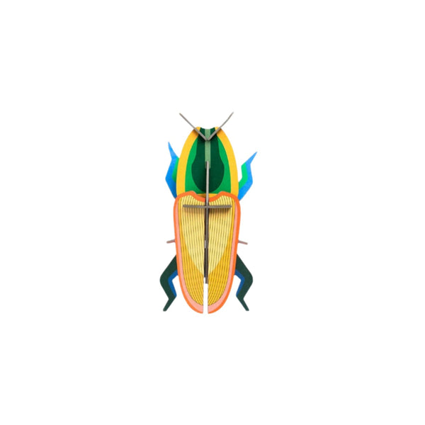 Small Insects - Madagascar Beetle