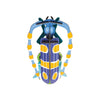 Small Insects - Rosalia Beetle