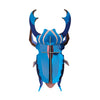 Small Insects - Azure Stag Beetle