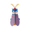 Small Insect - Striped Wing Beetle