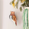 Bird - Tawny Owl