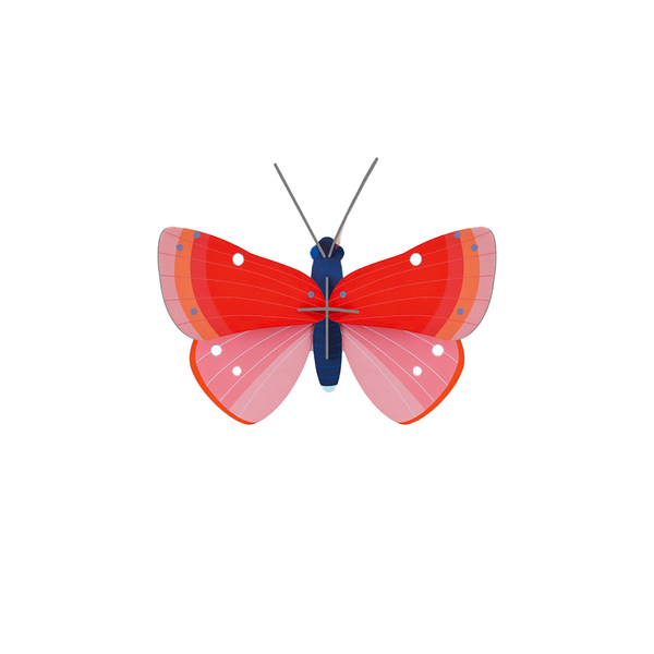 Small Insects - Speckled Copper Butterfly