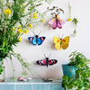 Small Insect - Peacock Butterfly
