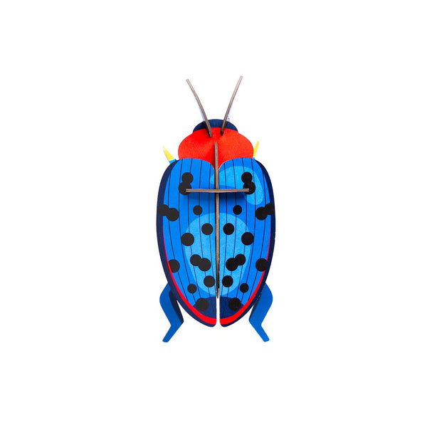 Small Insects - Fungus Beetle