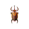 Small Insects - Elephant Beetle