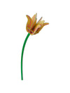 3D Flower - Yellow Tulip