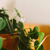 Plant Butterfly