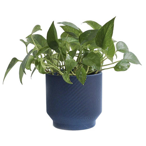 spruce indoor plants Spruce Planter Midnight Blue / 6"