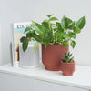 Spruce Planter- 3"