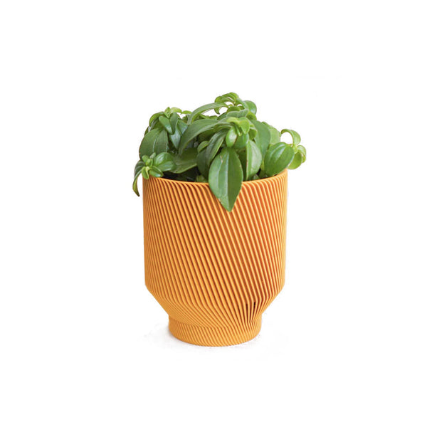 Spruce Planter- 5"