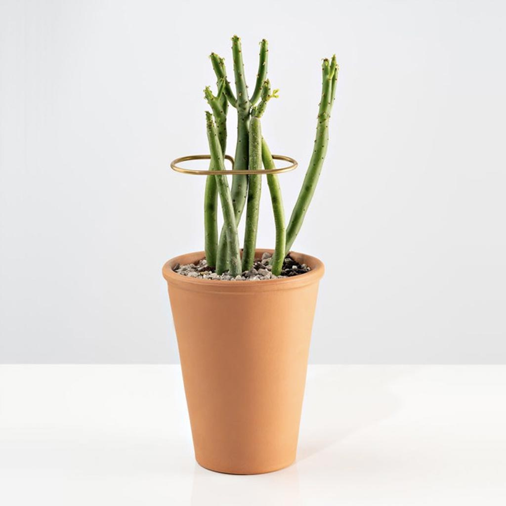 Brass Plant Sticks - Thumbnail 2