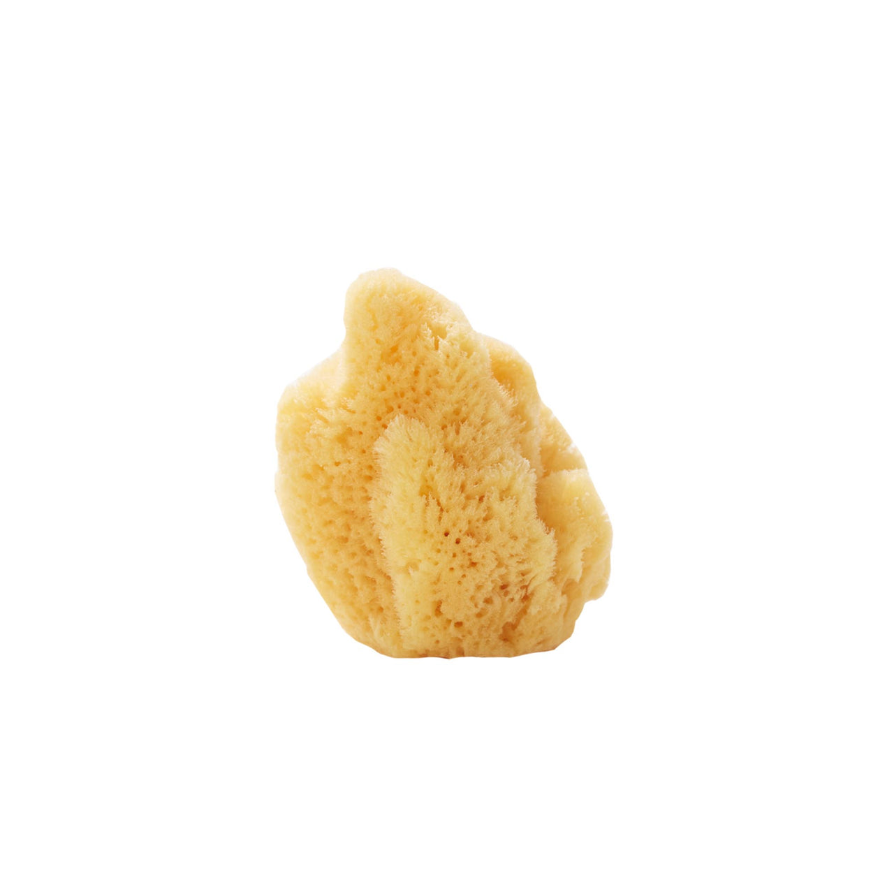 Silk Sea Sponge